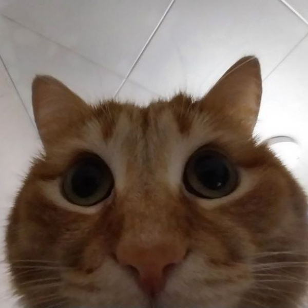 гордей