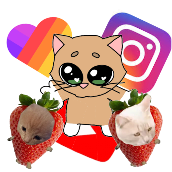 Шоу котёнок 