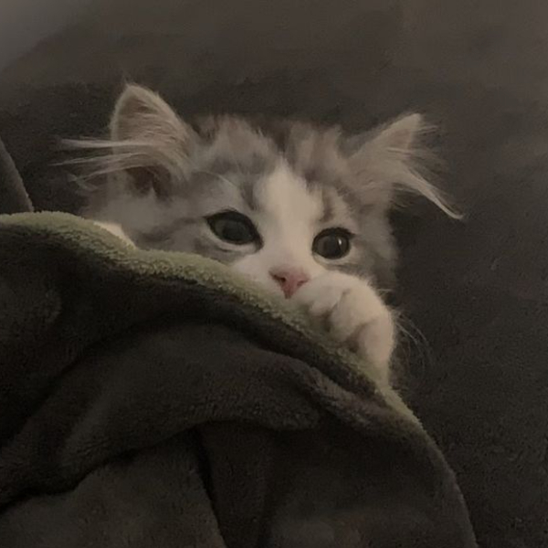 Кент