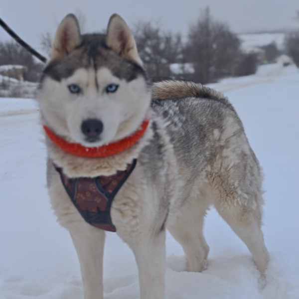 Хаски Энигма