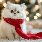 Nastysha cat