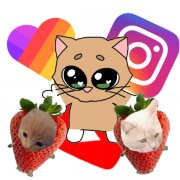 Шоу котёнок 