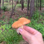 Каори Хасимото