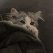 Кент