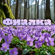 Фиалка
