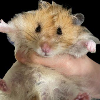 Хомяк-толстяк