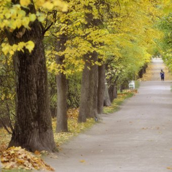 Осеннее снотворное - обложка альбома
