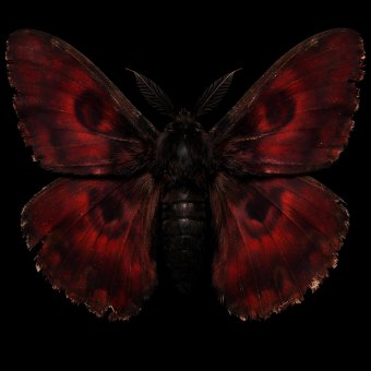 Крики из Пуэрто-Рико