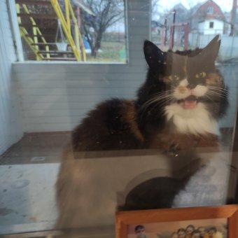 Звёздная пыль