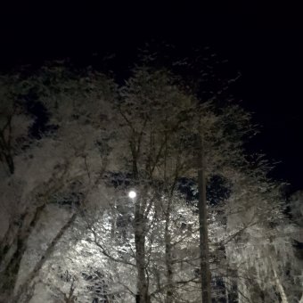 Паутина троп