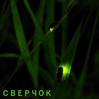 Сверчок - обложка альбома