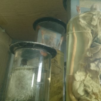 СМВС - обложка альбома