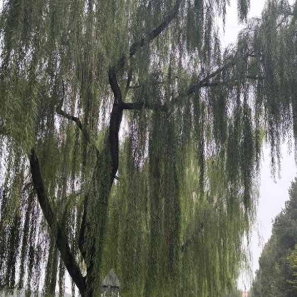 Обложка трека