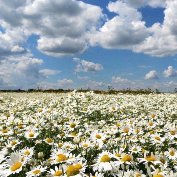 Обложка трека