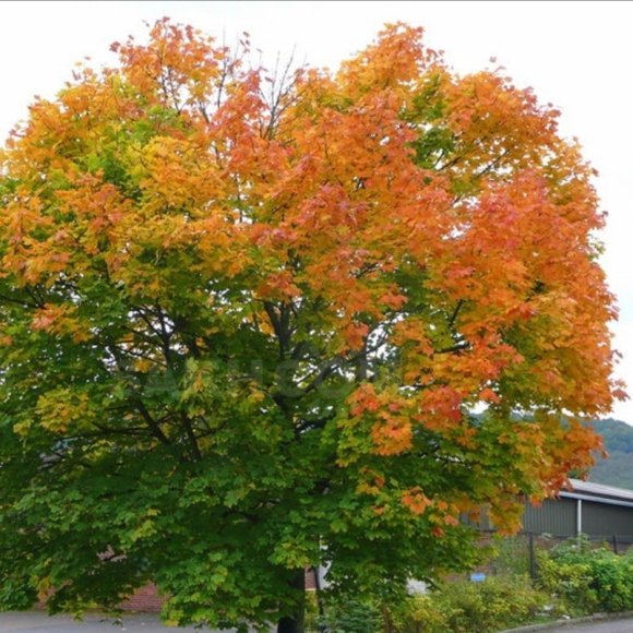 Обложка трека