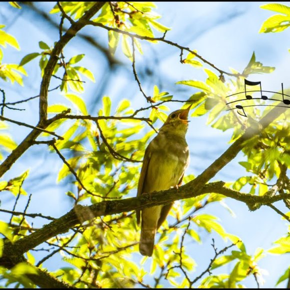 Обложка трека