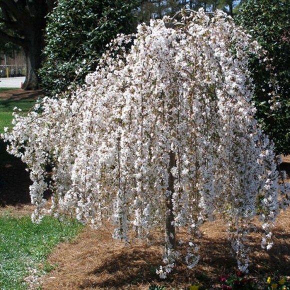 Обложка трека