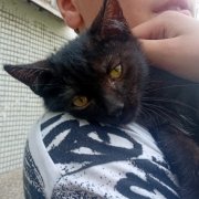 Котенок Баха