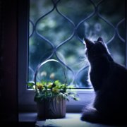 Кошка на подоконнике ВячеславФ