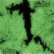 ВбуДке- В Лесу ( Caver Сибирская Язва) - фото