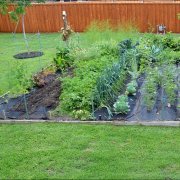 Автор слов - Иван Чай. Песня - В моём огороде.