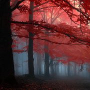 Timagor-Autumn - фото