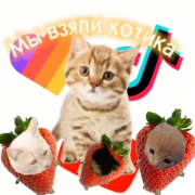 Шоу котёнок - Мы взяли котика