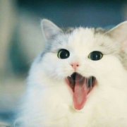 [miːˈaʊ] [miːˈaʊ] [miːˈaʊ] - фото