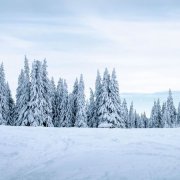 Тропинки снегом занесло - фото