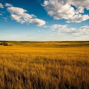 Neuro-Polyglot - Forbidden Prairie - фото