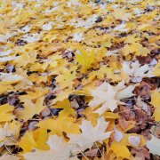 Хронос Олег - Осеннее снотворное