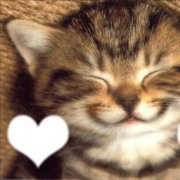 КПМ - Кошачья благодарность