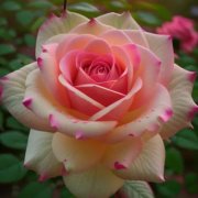 SerPol - Crois en toi, Gulsira (4)_Верь в себя, Гульсира (4) - фото