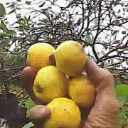 Дача3 Яблочный спас