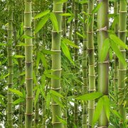 ANGELOVITCH - Bamboo bit - фото