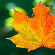 Гр.Фаворит.(Сл.Валерия Лихвинского.) - Кленовый лист