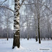 DJ GOGA-Берёза