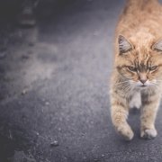 ExWave - The forgotten cat - фото