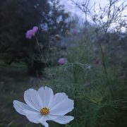 Полли и жабы - Как это лето тебя провело (Remix)