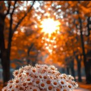 Белые ромашки