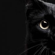 кот huj - фото