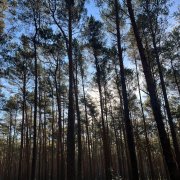 SPAM -Чудестный край