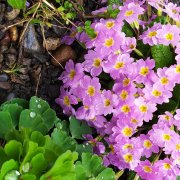 Хуберт-сердечные раны - фото