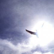 Gera79  Замёрзнет птица на лету - фото