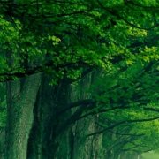 Gera79 "Старик" на стихи gera79