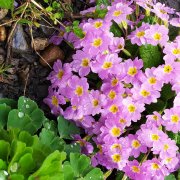 Хуберт-сердечные раны