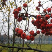 Хронос Олег - Осенний каприз