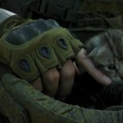 Кот из блендажа