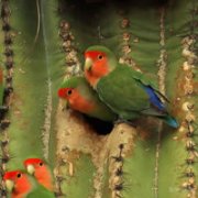 EnigmaBird - Parrots