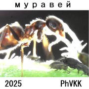 PhVKK - Муравей